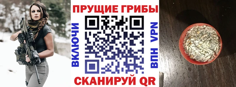 omg онион  Невель  Псилоцибиновые грибы Psilocybe 